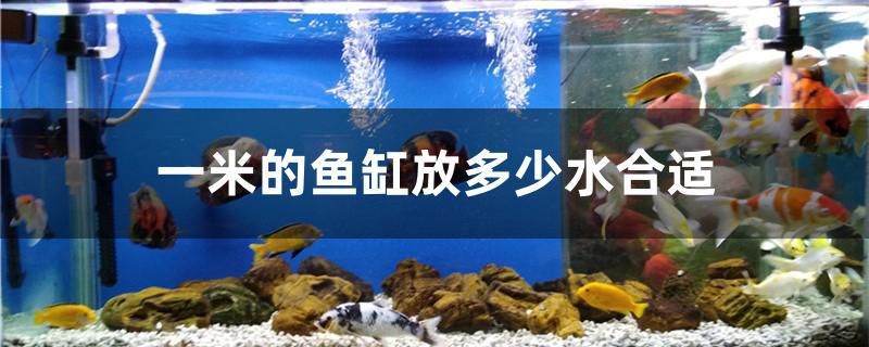 各種雷龍魚介紹圖（雷波特雷龍魚介紹） 薩伊藍魚 第2張