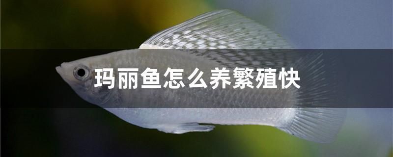 瑪麗魚怎么養(yǎng)繁殖快 龍魚麻藥（祥龍Nika）