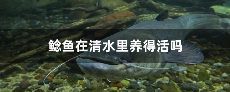 鯰魚在清水里養(yǎng)得活嗎 魟魚百科