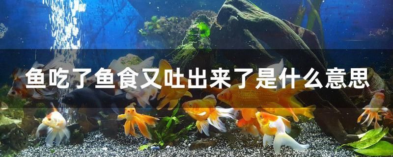 魚吃了魚食又吐出來了是什么意思