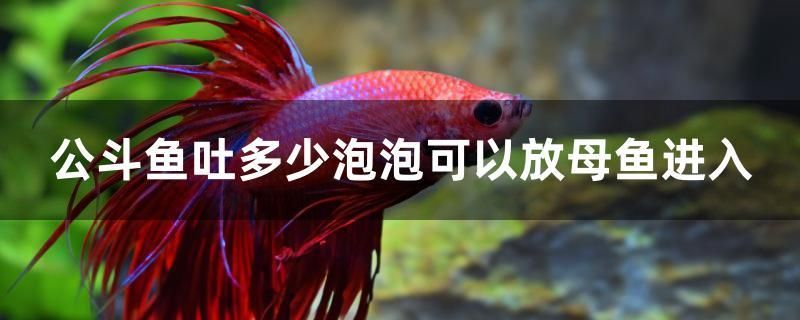 欽州哪里有賣魚缸的市場啊（上海定做大魚缸找哪家好） 申古銀版魚 第2張