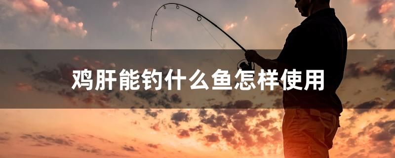 雞肝能釣什么魚怎樣使用