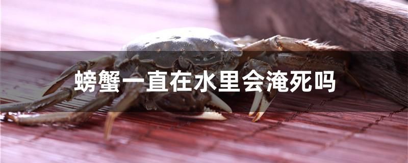 螃蟹一直在水里會淹死嗎