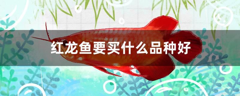 黑色的魚缸會影響風(fēng)水嗎視頻教程講解（魚缸出現(xiàn)黑斑怎么辦） 新加坡號半紅龍魚（練手級紅龍魚） 第1張