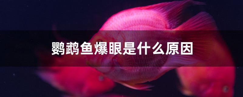 鸚鵡魚爆眼是什么原因 殺菌消毒設(shè)備