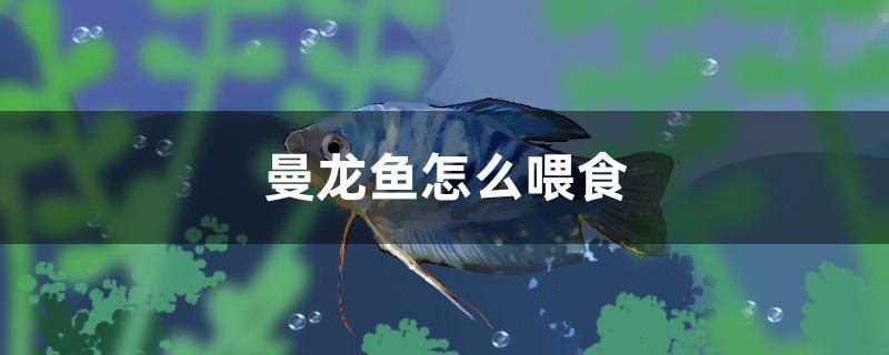 曼龍魚怎么喂食