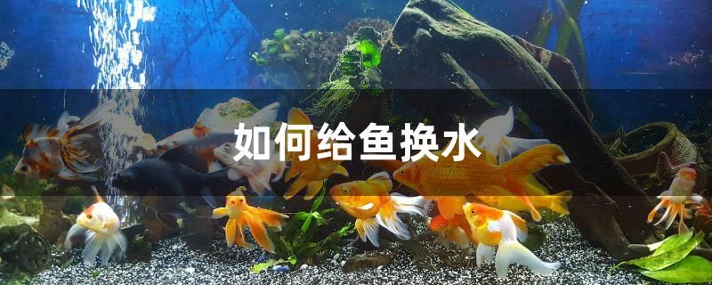 如何給魚換水 廣州觀賞魚魚苗批發(fā)市場