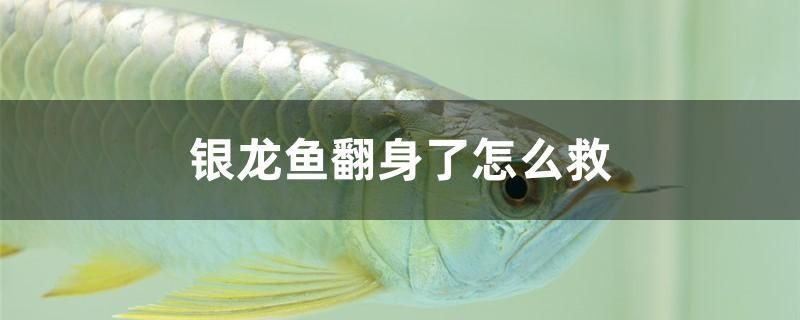 銀龍魚翻身了怎么救 名貴錦鯉魚