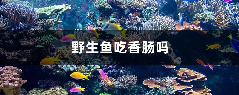 野生魚吃香腸嗎 玫瑰銀版魚