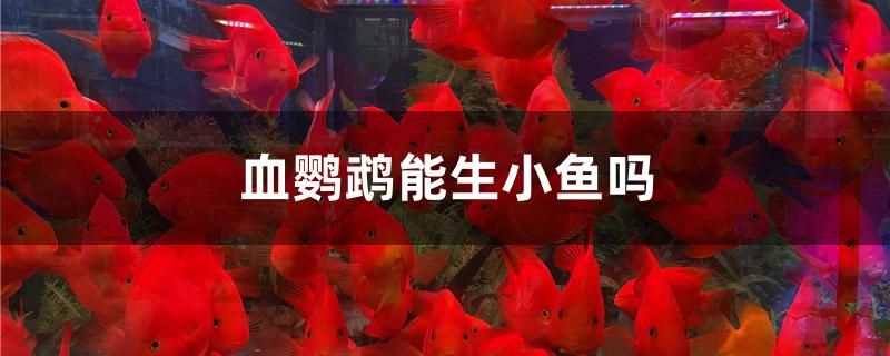 血鸚鵡能生小魚嗎