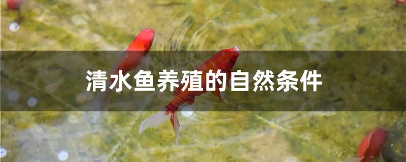 清水魚養(yǎng)殖的自然條件有哪些 蘇虎苗（蘇門答臘虎魚苗）