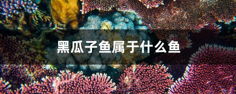 黑瓜子魚屬于什么魚