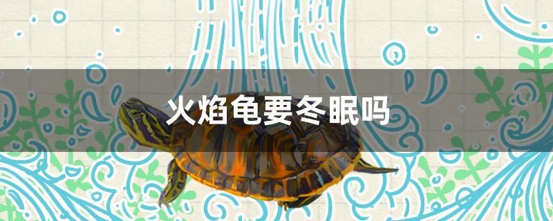 火焰龜要冬眠嗎 蘇虎苗（蘇門答臘虎魚苗）