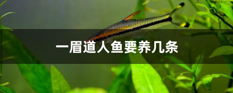 一眉道人魚(yú)要養(yǎng)幾條 帝王血鉆魚(yú)