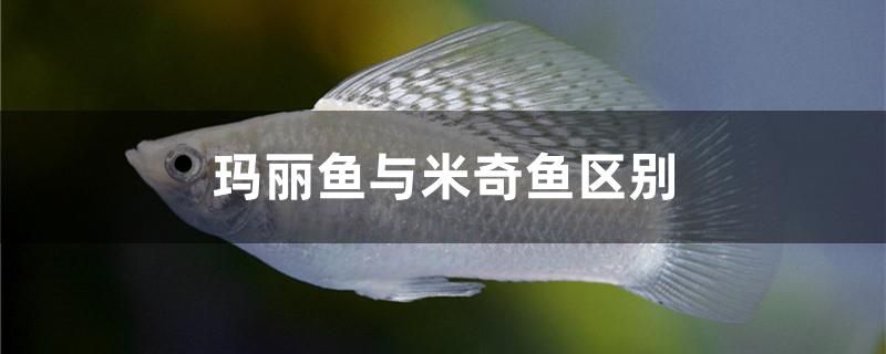 瑪麗魚與米奇魚區(qū)別