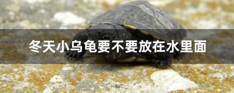 冬天小烏龜要不要放在水里面 黃金貓魚