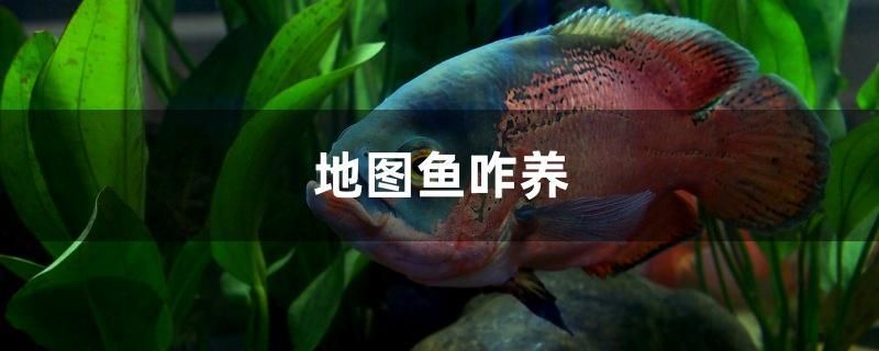 地圖魚咋養(yǎng)