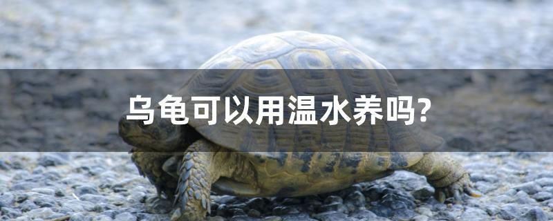 烏龜可以用溫水養(yǎng)嗎？ 玫瑰銀版魚(yú)