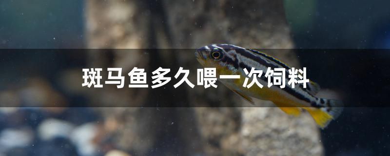 斑馬魚多久喂一次飼料