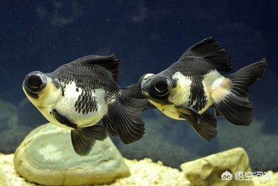 金魚(yú)缸清洗后清澈透亮的水是什么（金魚(yú)缸臟了要擦嗎?）