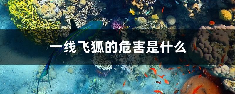 一線飛狐的危害是什么 大白鯊魚苗