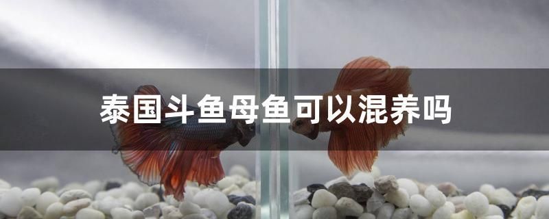 泰國(guó)斗魚(yú)母魚(yú)可以混養(yǎng)嗎 薩伊藍(lán)魚(yú)