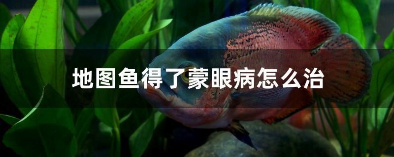 地圖魚得了蒙眼病怎么治