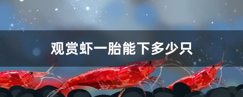 觀賞蝦一胎能下多少只 大日玉鯖魚