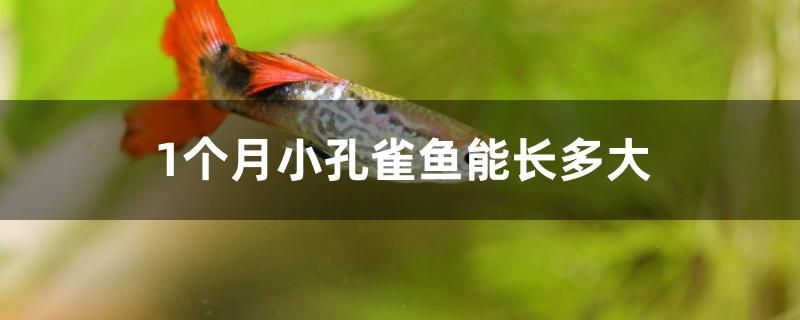 1個(gè)月小孔雀魚(yú)能長(zhǎng)多大 黃寬帶蝴蝶魚(yú)