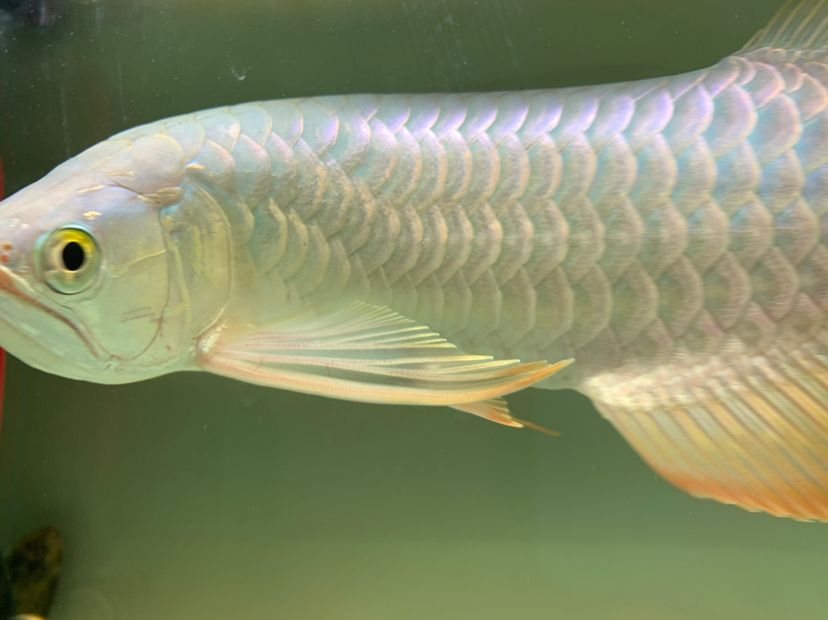 索一魚缸廠家在哪（ 索一魚缸質(zhì)量怎么樣）