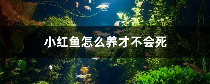 小紅魚怎么養(yǎng)才不會死 藍(lán)帆三間魚