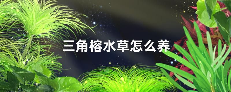 三角榕水草好養(yǎng)嗎怎么養(yǎng)