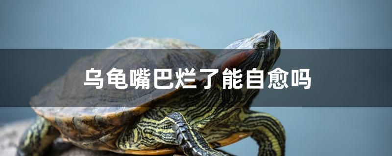 烏龜嘴巴爛了能自愈嗎 全國水族館企業(yè)名錄