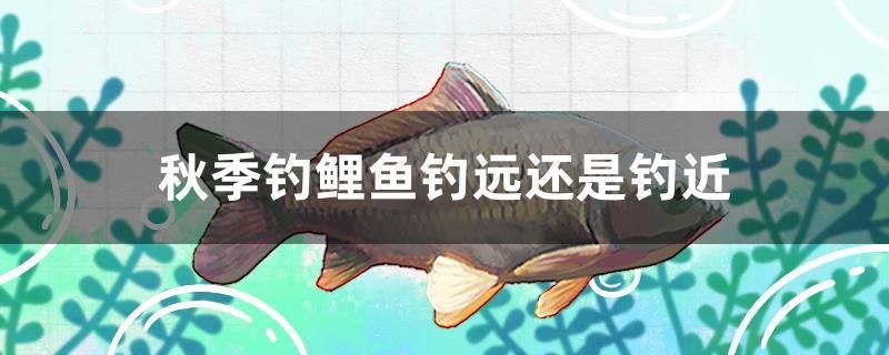 秋季釣鯉魚釣遠(yuǎn)還是釣近 熊貓異形魚L46