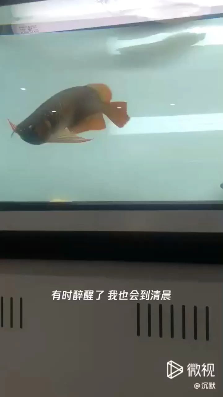 龍魚開燈時間長會掉眼嗎為什么會死（龍魚開燈時間長會掉眼嗎為什么會死魚） 祥龍魚場品牌產(chǎn)品 第2張