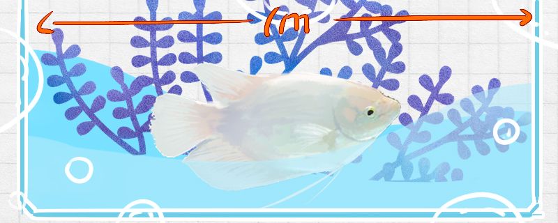 養(yǎng)招財(cái)魚(yú)需要多大的魚(yú)缸用什么魚(yú)缸好