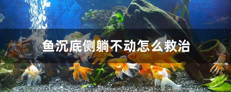 魚沉底側(cè)躺不動怎么救治