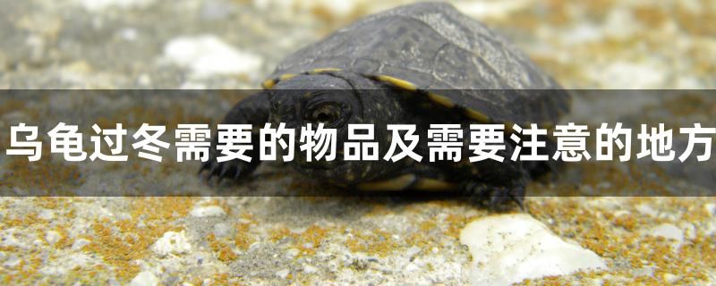 烏龜過冬需要的物品及注意的地方 銀龍魚苗