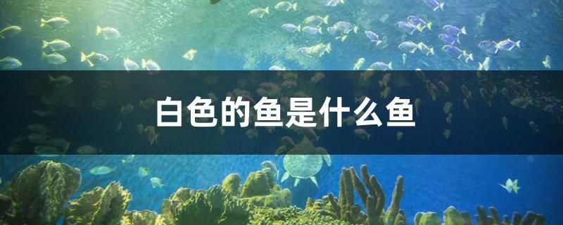 白色的魚(yú)是什么魚(yú)