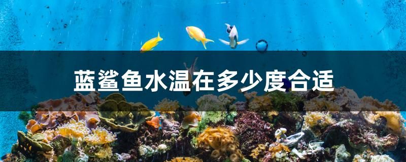 藍(lán)鯊魚水溫在多少度合適 黃金斑馬魚