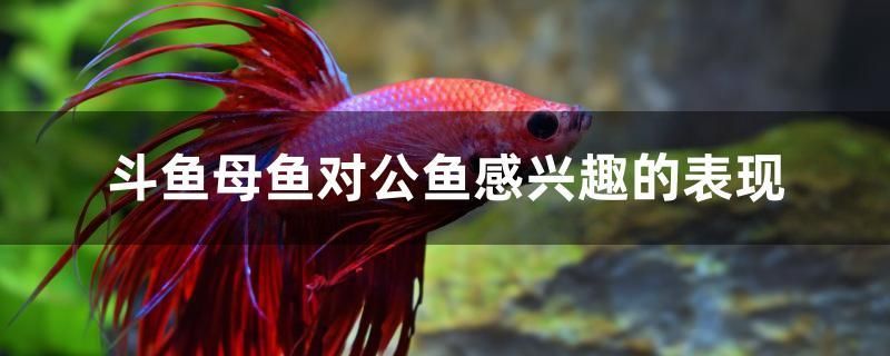 斗魚母魚對(duì)公魚感興趣的表現(xiàn) 熊貓異形魚L46