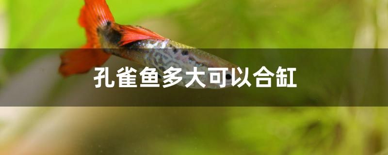 孔雀魚(yú)多大可以合缸