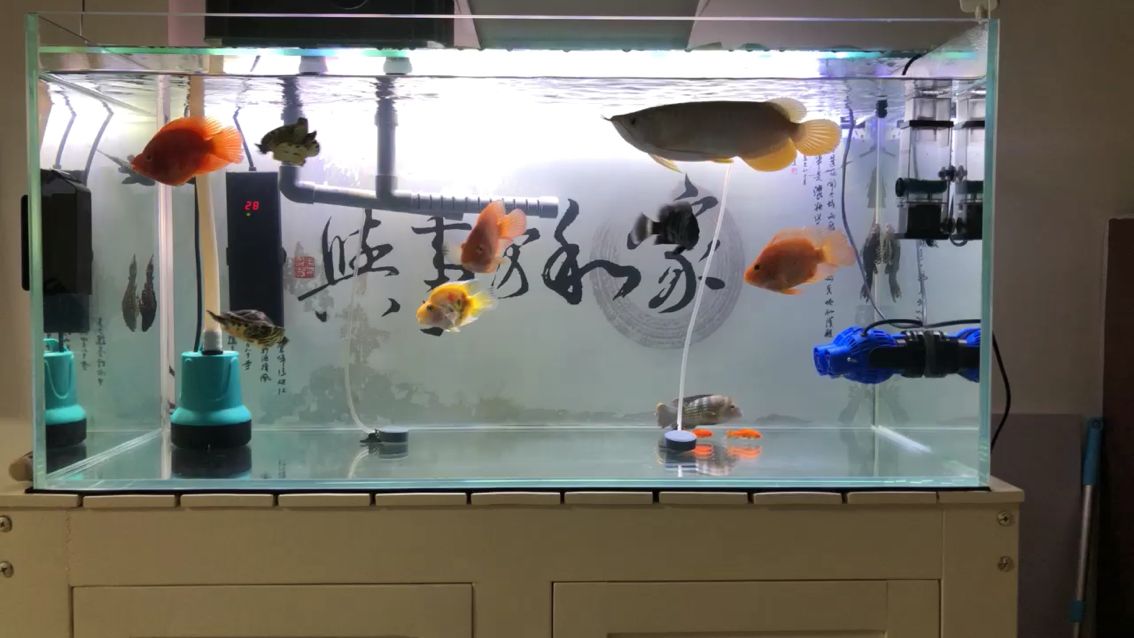 小魚苗吃什么長得快怎么養(yǎng)小魚苗 觀賞魚論壇