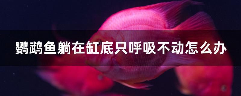 鸚鵡魚躺在缸底只呼吸不動(dòng)怎么辦