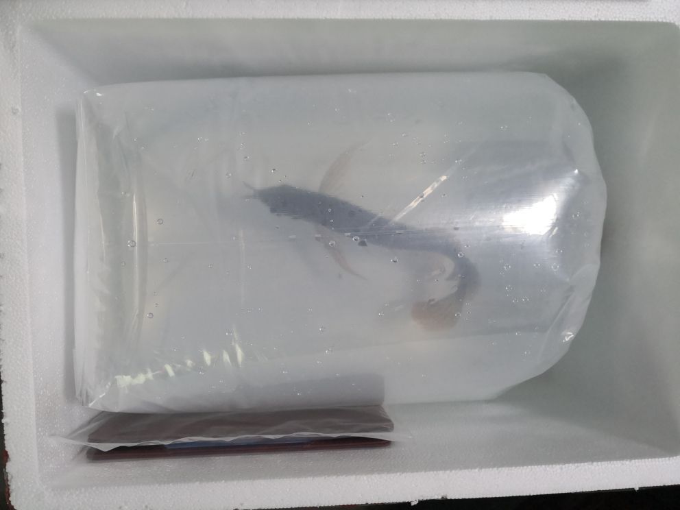 接魚?。?！ 觀賞魚論壇 第4張