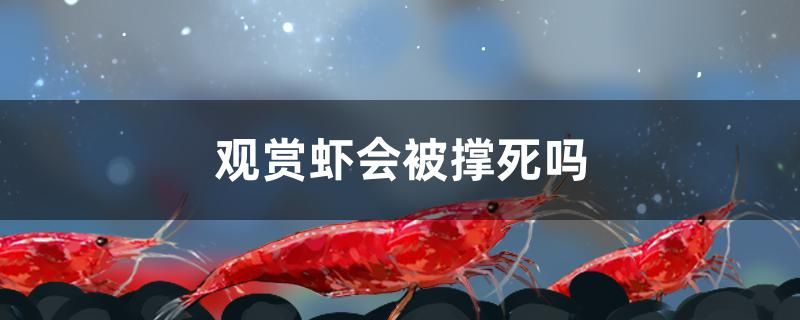 觀賞蝦會被撐死嗎 黑桃A魚苗