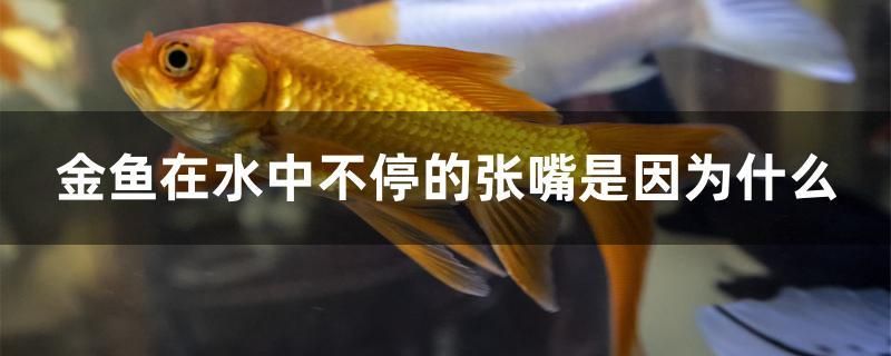 廣州魚缸造景用的杜鵑根賣多少錢一棵的簡(jiǎn)單介紹 皇冠黑白魟魚 第1張