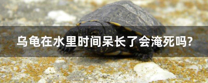 烏龜在水里時間呆長了會淹死嗎？ 祥龍進(jìn)口元寶鳳凰魚