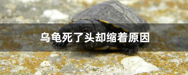 烏龜死了頭卻縮著原因是什么 撒旦鴨嘴魚