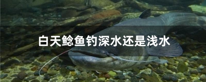 白天鯰魚釣深水還是淺水